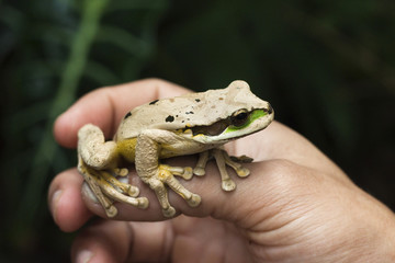 Masked tree frog (Smilisca phaeota), one of 133 species in the country, Arenal