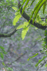 Fresh green hand drawn fern leaves on tree of forest