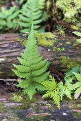 Green bush of fern on the trunk of forest