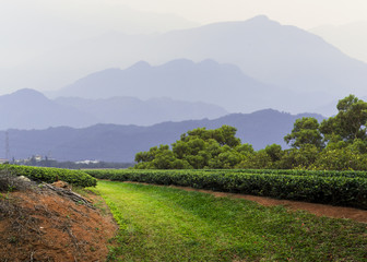 Tea field landscape