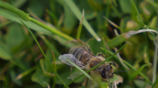 Bee on Grass in Meadow
