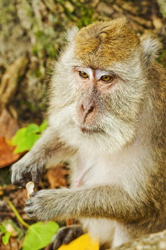 Crab-eating (long-tailed) macaque monkey, known for stealing from tourists, National Park, Pangandaran, Java, Indonesia