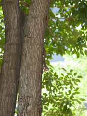 Squirrel in bangkok