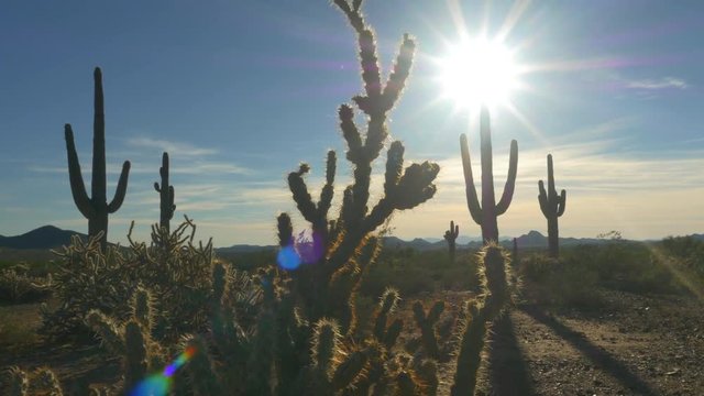 Big wild cactuses growing in rocky desert on summer evening