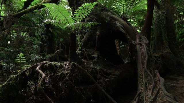 SLOW MOTION: Young fern growing underneath huge old trees with overgrown roots 
