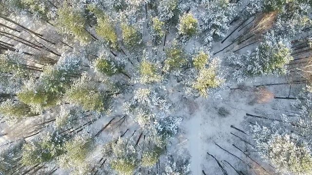Snowy winter forest with a bird's eye view