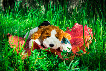 Russia. Travel and adventures across Siberia, my mascots Rex and Nastenka. Siberia, Mountain Altai....