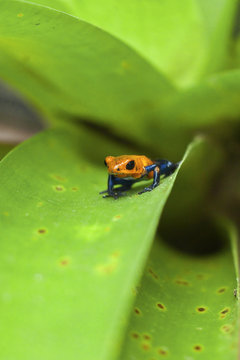 Poison Dart Frog, named due it excreting a poison that paralyses - used on native arrows; Arenal