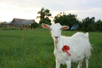 Serious White Goat with Red Bow.