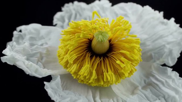 Blooming Flowers. A compilation of seven short time lapse sequences of blooming flowers.
