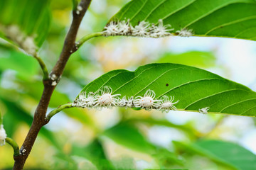 mealybug