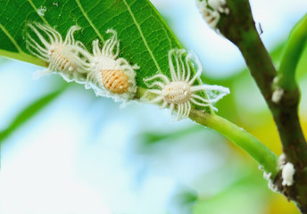 mealybug
