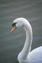 White Swan