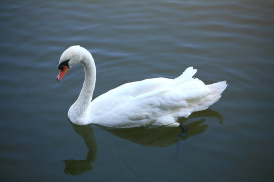 White Swan