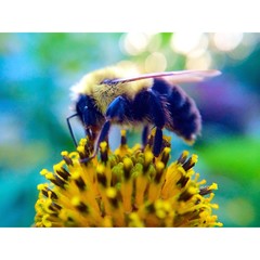 Man's most important friend  © Evan