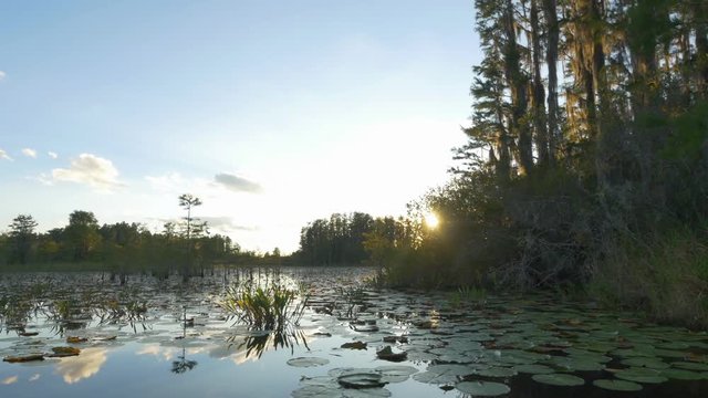 Amazing swamp wetlands at beautiful golden summer