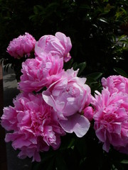 pink peonies