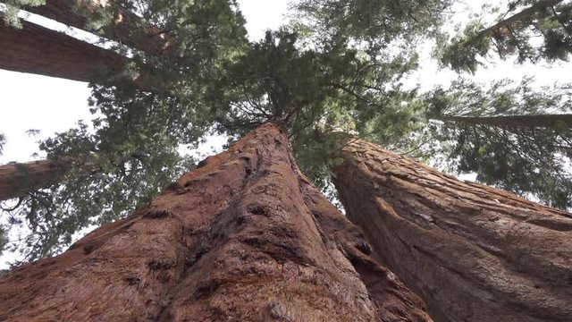 CLOSE UP: Huge sequoias trees in Sequoia national park