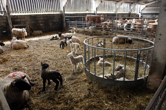 Lambs in lambing shed on a farm, Dartmoor National Park, Devon