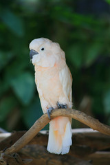White Galah Cockatoo