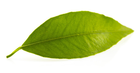 Flat a green leaf of citrus-tree. Isolated on white background.