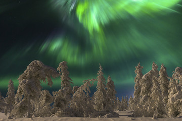 Northern Lights - Aurora borealis over snow-covered forest. Beautiful picture of massive multicoloured green vibrant Aurora Borealis, Aurora Polaris, also know as Northern Lights in the night sky 