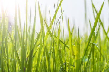 Background of dew drops on bright green grass