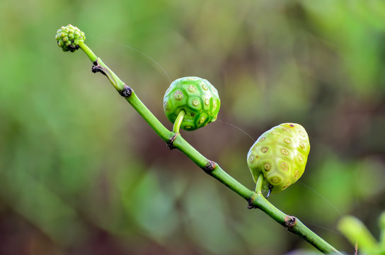 Noni fruit (Morinda citrifolia)