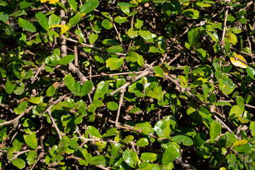 Green leaf bramble