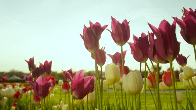 CLOSE UP: Beautiful colourful tall tulip flowers blooming in floricultural park 