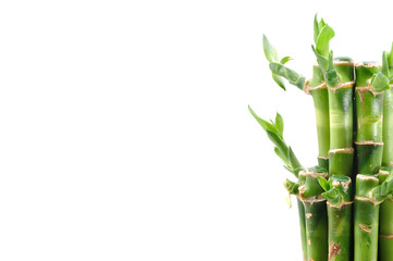 A lucky bamboo plant on a white background