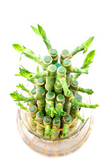 A lucky bamboo plant on a white background