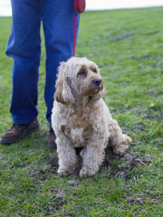 Cute dog sitting on grass with man holding leash