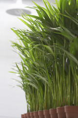 Plants growing side by side