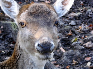 Fototapeta premium Hirschkuh