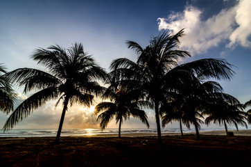 Silhouette of tree when sun rising near the beach