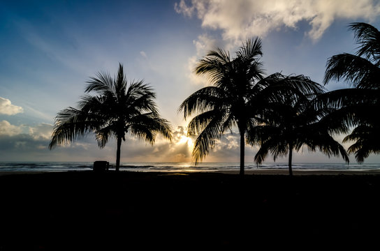 Silhouette of tree when sun rising near the beach