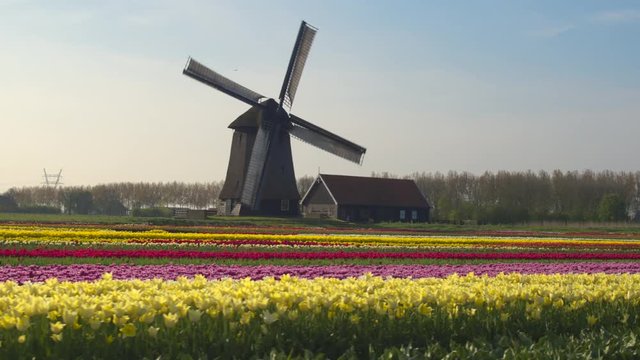 AERIAL: Rows of lovely colorful tulip flowers in front of antique windmill 