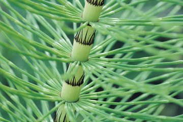 Horsetail Stem close up (Equisetum)