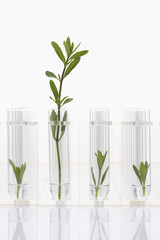 Seedlings growing in test tubes one larger plant contrasted with three smaller ones