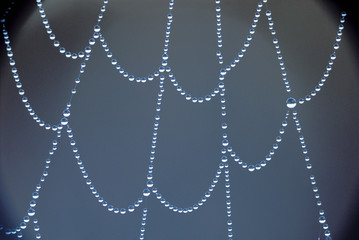 Detail of water drops on spider web