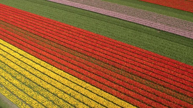 AERIAL: Stunning red, pink and yellow rows of rich blooming tulips on big field