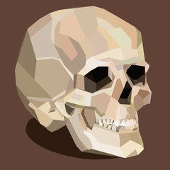 A vector skull on the brown background