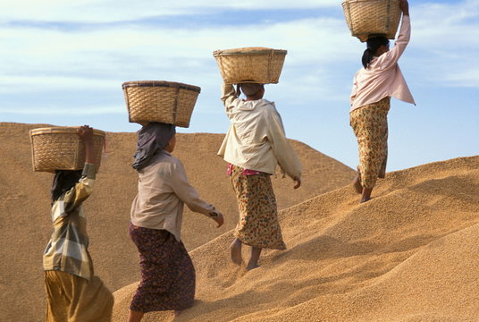 Farmers with rice in Myanmar (Burma)