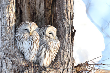 エゾフクロウの夫婦