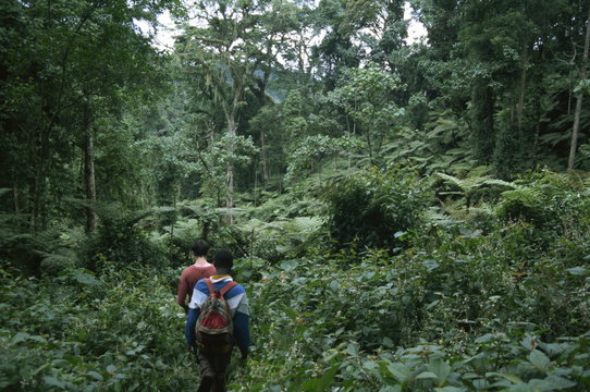 Tracking mountain gorillas, Bwindi Impenetrable Forest, Uganda