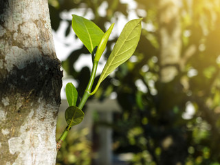 new spaling grow beside the tree.