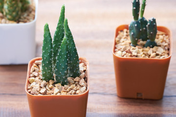 Cactus in the flowerpot, fresh and garden decoration.