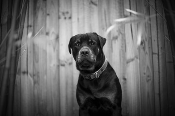 Rottweiler dog looking into at you black and white