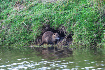 Nutria
